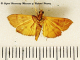 Omiodes indicata